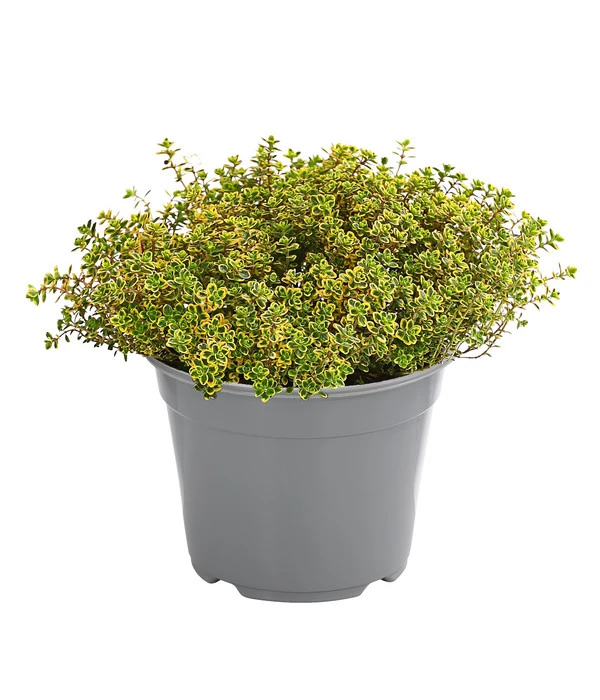 Dehner Gourmet Garten Zitronen-Thymian 3 Dehner Gourmet Garten Zitronen-Thymian