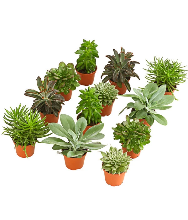 Sukkulenten, Verschiedene Sorten 3 Sukkulenten, Verschiedene Sorten