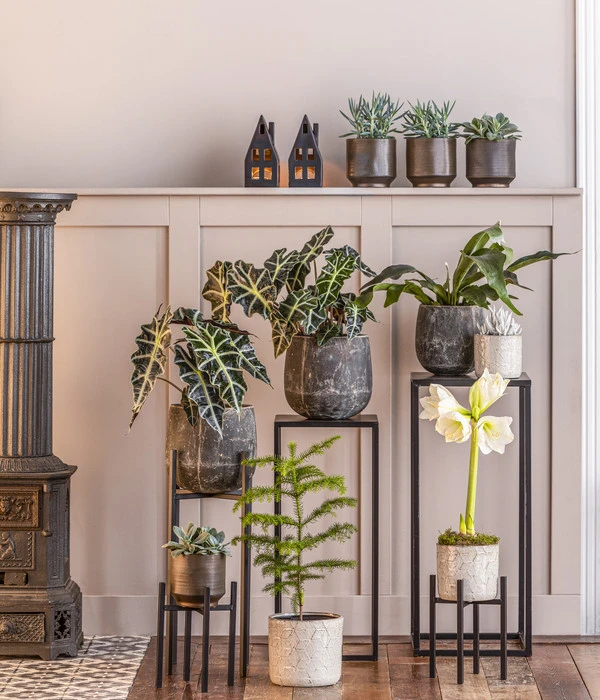 Kreuzkraut - Senecio Cephalophorus 5 Kreuzkraut - Senecio Cephalophorus – Bild 3