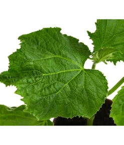 Bio Schlangengurke Im Pottburri®-Topf 7 Bio Schlangengurke Im Pottburri®-Topf -Gartenmöbel Store 8611287 WE DE 001 BioPBSchlangengurke