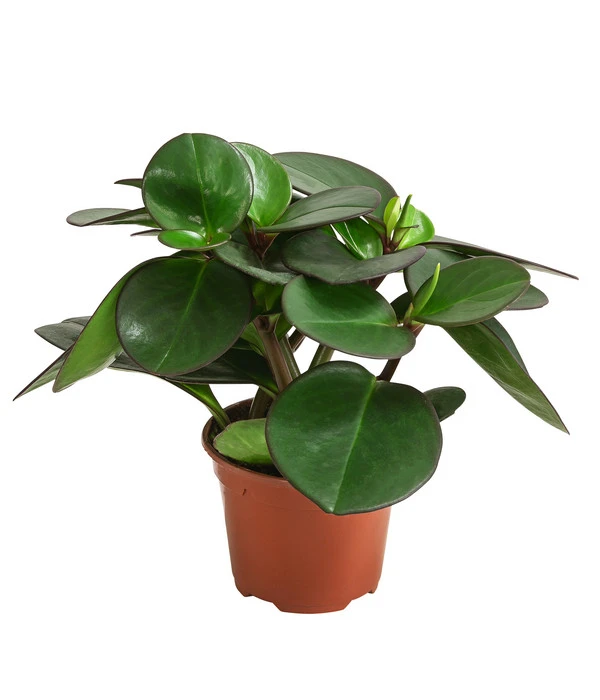 Peperomie - Peperomia Clusiifolia 3 Peperomie - Peperomia Clusiifolia