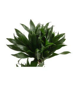 Drachenbaum - Dracaena Deremensis Compacta 7 Drachenbaum - Dracaena Deremensis Compacta -Gartenmöbel Store 8612699 WE DE 001 DracaenaDeremensisCompactaZweitriebigT17