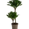 Drachenbaum - Dracaena Deremensis Compacta 2 Drachenbaum - Dracaena Deremensis Compacta -Gartenmöbel Store 8612699 WE FS 001 DracaenaDeremensisCompactaZweitriebigT17