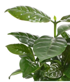 Kaffeepflanze - Coffea Arabica, Verschiedene Sorten, In Keramik 9 Kaffeepflanze - Coffea Arabica, Verschiedene Sorten, In Keramik -Gartenmöbel Store 8619058 WE DE 001 CoffeaArabicaDehnerExpressHerzig