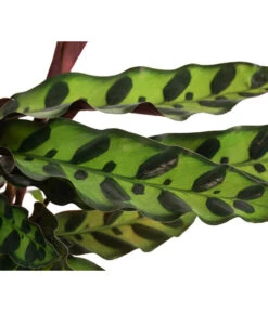 Korbmarante - Calathea Lancifolia -Gartenmöbel Store 8627721 WE DE 001 CalatheaInsignisT12