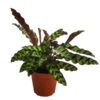 Korbmarante - Calathea Lancifolia 1 Korbmarante - Calathea Lancifolia -Gartenmöbel Store 8627721 WE FS 001 CalatheaInsignisT12
