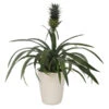 Ananaspflanze - Ananas Comosus, In Keramik -Gartenmöbel Store 8627978 WE FS 001 AnanasInKeramikT13