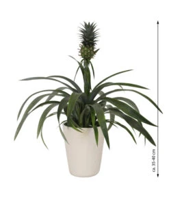 Ananaspflanze - Ananas Comosus, In Keramik -Gartenmöbel Store 8627978 WE FS 003 AnanaspflanzeInKeramik