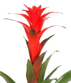 Guzmanie - Guzmania Calypso, In Keramik 9 Guzmanie - Guzmania Calypso, In Keramik -Gartenmöbel Store 8628018 WE DE 001 GuzmaniaCalypsoInKeramik