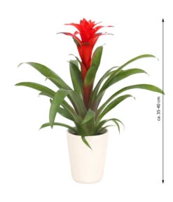 Guzmanie - Guzmania Calypso, In Keramik 8 Guzmanie - Guzmania Calypso, In Keramik -Gartenmöbel Store 8628018 WE FS 003 GuzmaniaCalypsoInKeramik