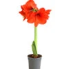Amaryllis - Hippeastrum Hybride, Eintriebig, Rot -Gartenmöbel Store 8646994 WE FS 001 AmaryllisHippeastrumT12RotEintrieberDehnerExpressHerzigOW