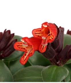 Schamblume - Aeschynanthus Radicans 'Mona Lisa' 5 Schamblume - Aeschynanthus Radicans 'Mona Lisa' -Gartenmöbel Store 8650210 PR DE 001 SchamblumeAeschynanthusRadicansMonaLisaT11DehnerExpressHerzig