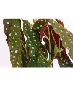 Polka-Dot Begonie - Begonia Maculata 9 Polka-Dot Begonie - Begonia Maculata -Gartenmöbel Store 8651291 PR DE 001 BegonieMaculataT12DehnerExpressHerzig