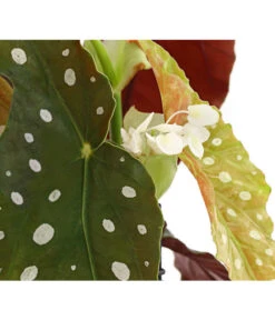 Polka-Dot Begonie - Begonia Maculata 8 Polka-Dot Begonie - Begonia Maculata -Gartenmöbel Store 8651291 PR DE 002 BegonieMaculataT12DehnerExpressHerzig