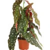 Polka-Dot Begonie - Begonia Maculata -Gartenmöbel Store 8651291 PR FS 001 BegonieMaculataT12DehnerExpressHerzig