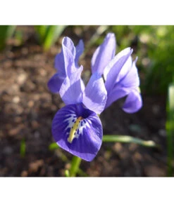 Netzblatt-Iris 'Harmony' -Gartenmöbel Store 8662256 BlaueZwergIrisPixabay