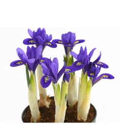 Netzblatt-Iris 'Harmony' -Gartenmöbel Store 8662256 WE DE 001 IrisReticulataT9DehnerExpressHerzig
