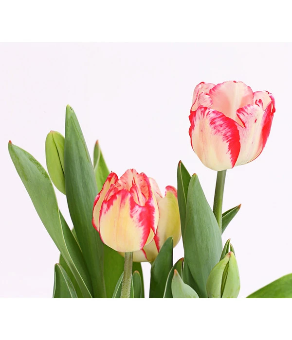 Tulpe 'Pleasure' 4 Tulpe 'Pleasure' – Bild 2