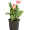 Tulpe 'Pleasure' 1 Tulpe 'Pleasure' -Gartenmöbel Store 8667875 WE FS 001 TulpeTulpiaRexonaT14DehnerExpressHerzig