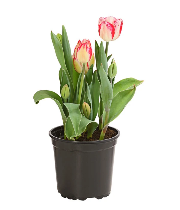 Tulpe 'Pleasure' 3 Tulpe 'Pleasure'