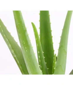 Echte Aloe - Aloe Vera -Gartenmöbel Store 8670853 PR DE 001 AloeVeraT12DehnerExpressHerzig