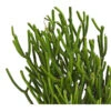 Bleistiftbaum - Euphorbia Tirucalli -Gartenmöbel Store 8673352 WE DE 001 BleistiftkaktusEuphorbiaTirucallisT13DehnerExpressHerzig