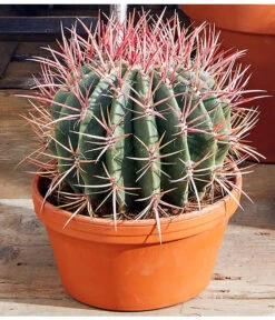 Ferokaktus - Ferocactus Stainesii -Gartenmöbel Store 8674806 PR MO 001 FerokaktusFerocactusStainesiiAusschnittMoodBL12