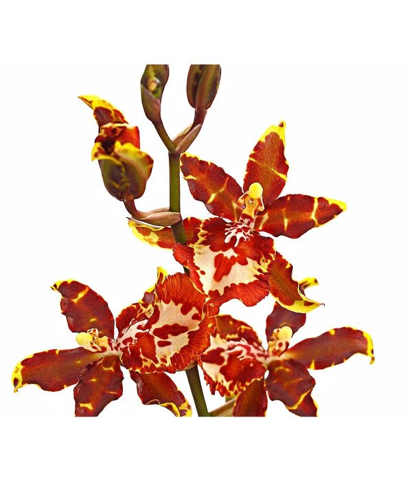 Colmanara-Orchidee - Colmanara 'Andrea' 4 Colmanara-Orchidee - Colmanara 'Andrea' – Bild 2
