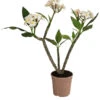 Frangipani - Plumeria Alba -Gartenmöbel Store 8691180 WE FS 001 PlumeriaT18MixOstroFrangipani