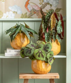 Polka-Dot Begonie - Begonia Maculata 7 Polka-Dot Begonie - Begonia Maculata -Gartenmöbel Store 8698805 8651291 WE MO 001 Begonia