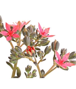 Graptopetalum - Graptopetalum Tacitus -Gartenmöbel Store 8707861 WE DE 001 GraptopetalumTacitusT11BlueteDehnerExpressHerzig