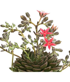 Graptopetalum - Graptopetalum Tacitus -Gartenmöbel Store 8707861 WE DE 001 GraptopetalumTacitusT11DehnerExpressHerzig