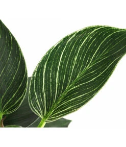 Baumfreund - Philodendron 'White Wave' -Gartenmöbel Store 8713406 WE DE 002 PhilodendronWhiteWaveT12