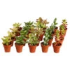Mini Sukkulenten, Verschiedene Sorten 2 Mini Sukkulenten, Verschiedene Sorten -Gartenmöbel Store 8722514 PR FS 001 MiniSukkulentenMixInTerracottaT3 5DehnerExpressZS