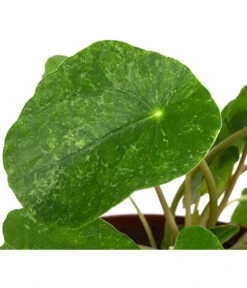 Glückstaler - Pilea Peperomioides 'Sugar' -Gartenmöbel Store 8731408 WE DE 001 PileaSugarT13