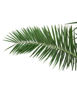 XXL Kanarische Dattelpalme, Ca. 170 Cm -Gartenmöbel Store 8753063 PR DE 001 XXLKanarischeDattelpalme70L