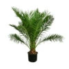 XXL Kanarische Dattelpalme, Ca. 170 Cm -Gartenmöbel Store 8753063 WE FS 002 PhoenixCanariensis70L DattelpalmeXXL