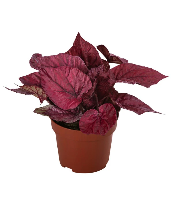 Blattbegonie - Begonia Rex-Hybride 'Inca Flame' 3 Blattbegonie - Begonia Rex-Hybride 'Inca Flame'