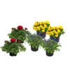 Beet- & Balkonpflanzen-Set Bunter Frühling, 6-teilig -Gartenmöbel Store 8800021 WE FS 001 BunterFruehlingSetbunt