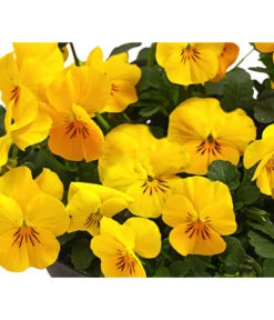 Beet- & Balkonpflanzen-Set Bunter Frühling, 6-teilig -Gartenmöbel Store 8808214 WE DE 008 HornveilchenViolaCornutaT14