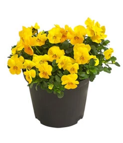 Beet- & Balkonpflanzen-Set Bunter Frühling, 6-teilig -Gartenmöbel Store 8808214 WE FS 001 ViolaCornutaHornveilchenT14TESTZOOM1107x1106