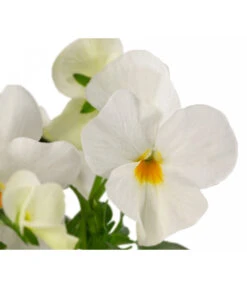 Beet- & Balkonpflanzen-Set Oranger Frühling, 6-teilig -Gartenmöbel Store 8808685 WE DE 002 ViolaCornutaWeiss