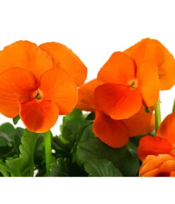 Beet- & Balkonpflanzen-Set Oranger Frühling, 6-teilig -Gartenmöbel Store 8808685 WE DE 006 ViolaCornutaSFOrange10FJ