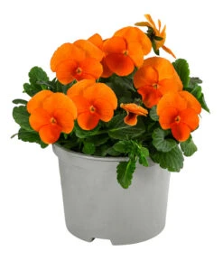 Beet- & Balkonpflanzen-Set Oranger Frühling, 6-teilig -Gartenmöbel Store 8808685 WE FS 005 ViolaCornutaSFOrange10FJ
