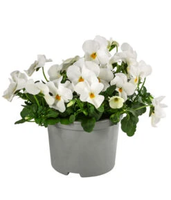 Beet- & Balkonpflanzen-Set Oranger Frühling, 6-teilig -Gartenmöbel Store 8808685 WE FS ViolaCornutaWeissGelb