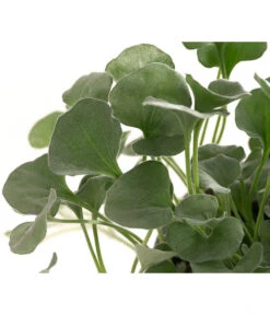 Silberregen -Gartenmöbel Store 8809550 WE DE 002 DichondraSilberregenT11