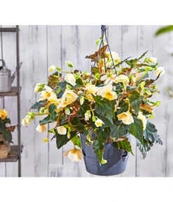 Hängebegonie 'Champagner', Ampel -Gartenmöbel Store 8809709 PR MO 003 HaengebegonieChampagner13PBL18UveSauer