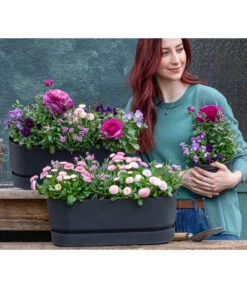 Ranunkel, Verschiedene Farben -Gartenmöbel Store 8809857 WE MO 001 FruehlingRosa