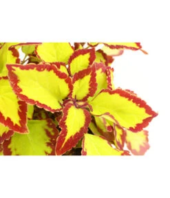 Beet- & Balkonpflanzen-Set Farbexplosion, 6-teilig -Gartenmöbel Store 8811127 PR DE 002 BuntnesselSolenostemonT13DehnerExpressHerzig