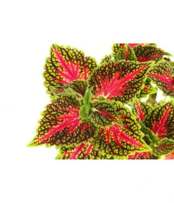 Beet- & Balkonpflanzen-Set Farbexplosion, 6-teilig -Gartenmöbel Store 8811127 PR DE 005 BuntnesselSolenostemonT13DehnerExpressHerzig